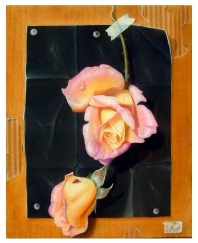 coccinelle 6F.jpg